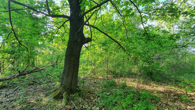 Działka budowlana Wiązowna