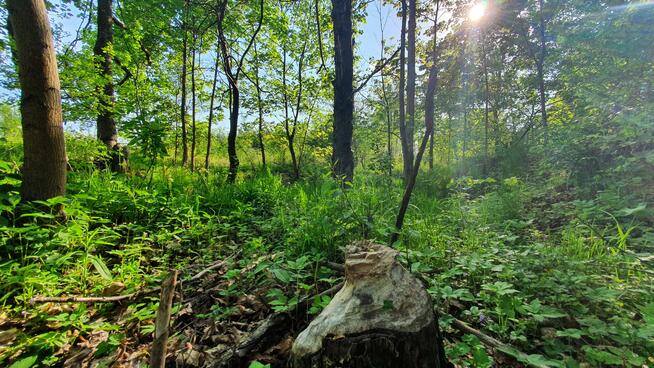 Działka budowlana Wiązowna