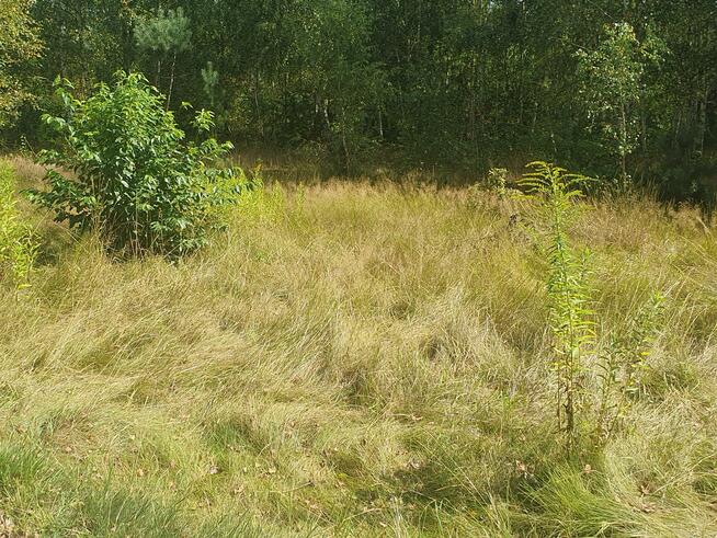 Działka budowlana Wiązowna