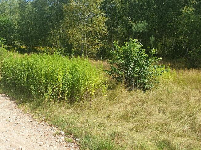 Działka budowlana Wiązowna