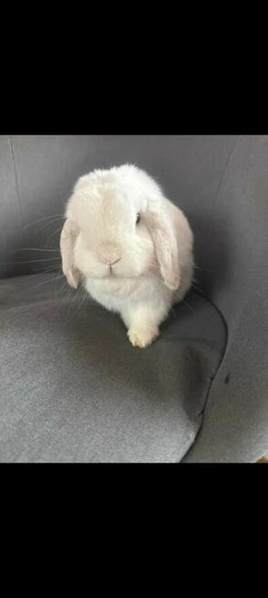 mini lop