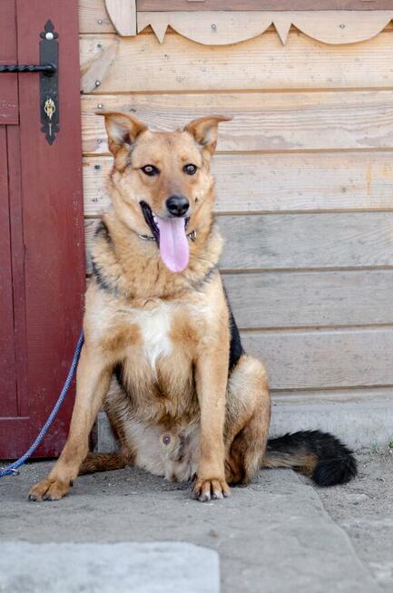Bobi - młody, wesoły psiak szuka swojej rodziny