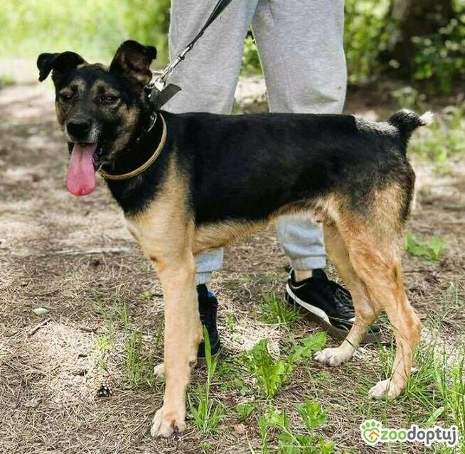 ATOS - zapomniany przez wszystkich? szuka PILNIE domu