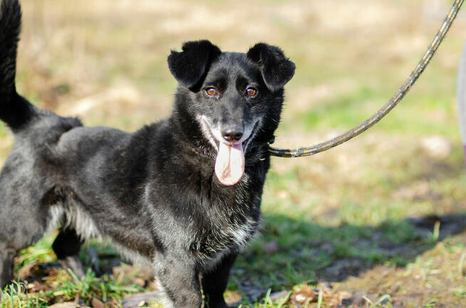 Patyk - niewielki ciałem ale wielki sercem!