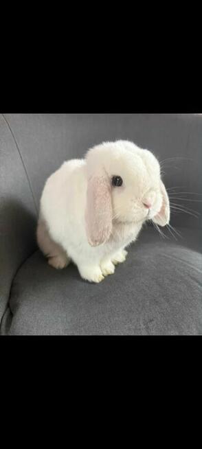 mini lop