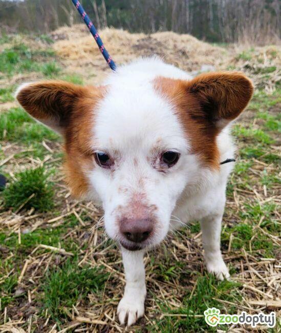 MIESZKO - niewielki, delikatny psiak szuka domu