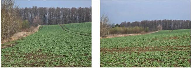 Działka, 1 020 m², Krzanowice