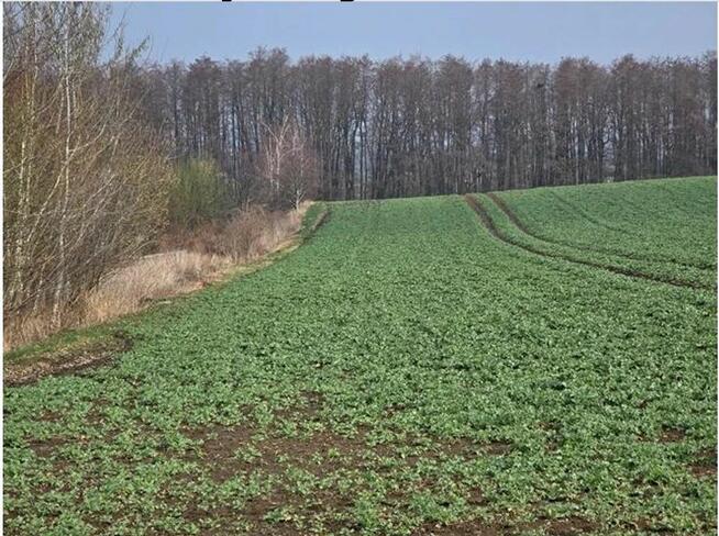 Działka, 1 020 m², Krzanowice