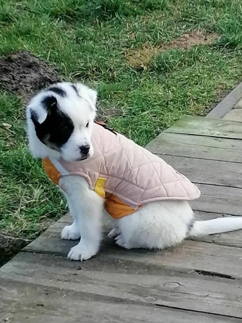 Fred - uroczy szczeniak czeka na odpowiedzilane domy/adopcja