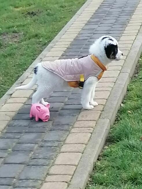 Fred - uroczy szczeniak czeka na odpowiedzilane domy/adopcja