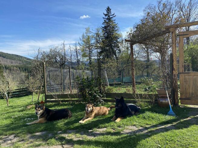 Pomoc w domu i ogrodzie