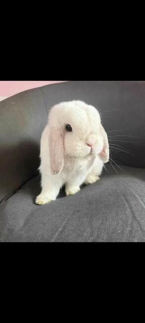 mini lop