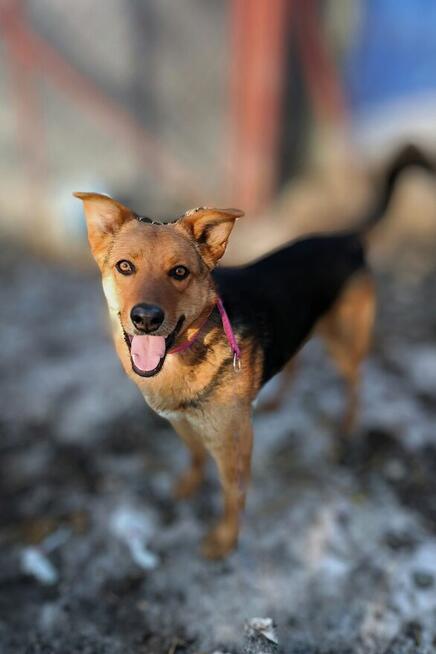 Bobi - młody, wesoły psiak szuka swojej rodziny