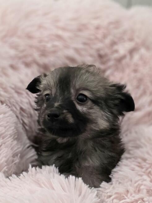 Urocza Klusia szuka rodzinki do pokochania!