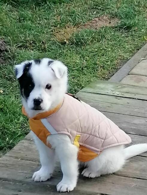 Fred - uroczy szczeniak czeka na odpowiedzilane domy/adopcja