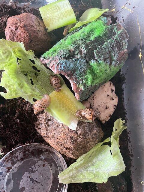 Sprzedam Ślimaki afrykańskie Lissachatina (Achatina)fulicia