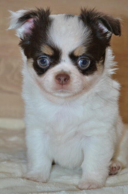 CHIHUAHUA PIĘKNE SZCZENIĘTA