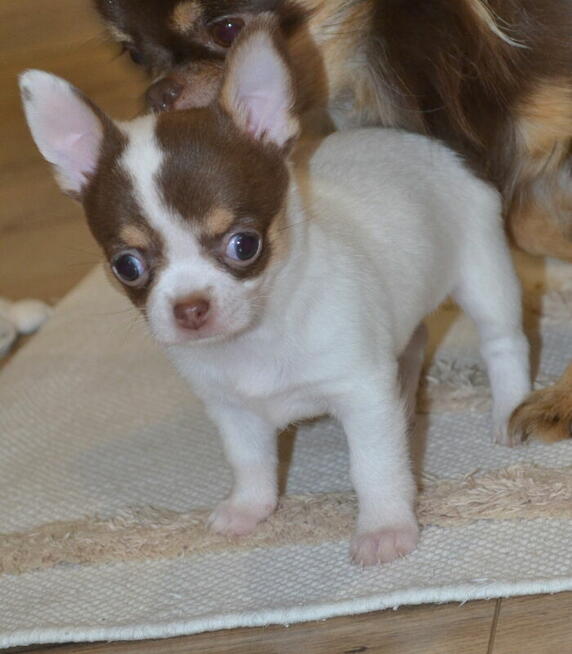 CHIHUAHUA PIĘKNE SZCZENIĘTA