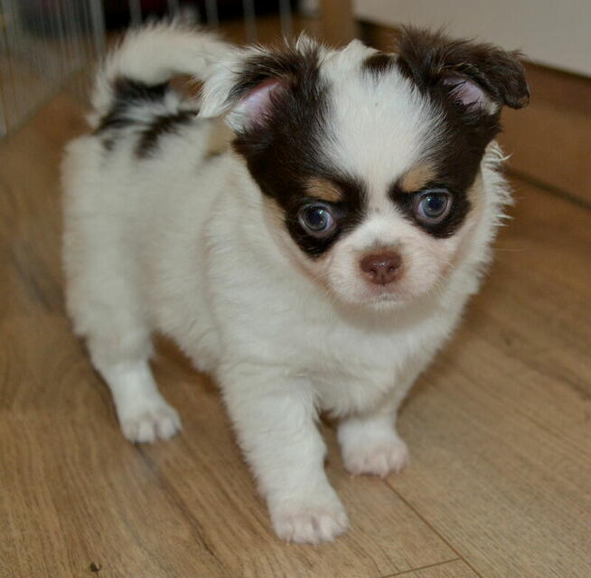 CHIHUAHUA PIĘKNE SZCZENIĘTA