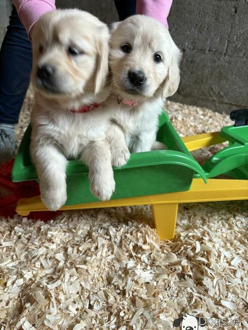 Szczenięta Golden Retriever