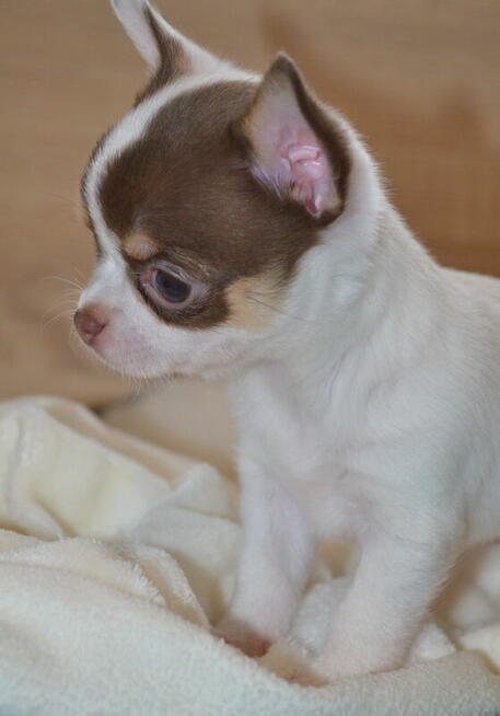 CHIHUAHUA PIĘKNE SZCZENIĘTA