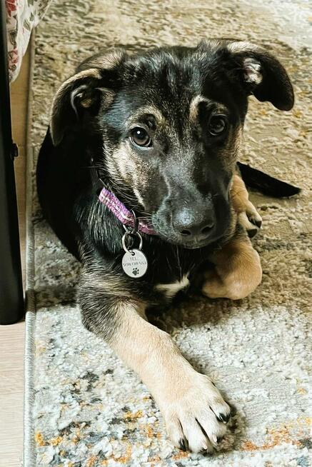 DŻORDŻ - cudowny szczeniak szuka najlepszego domu