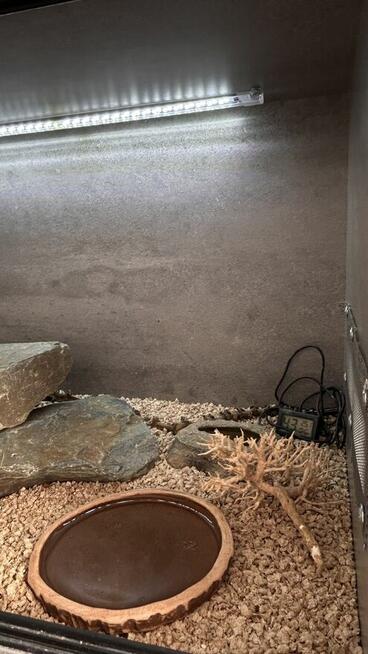 Gekony wraz z terrarium