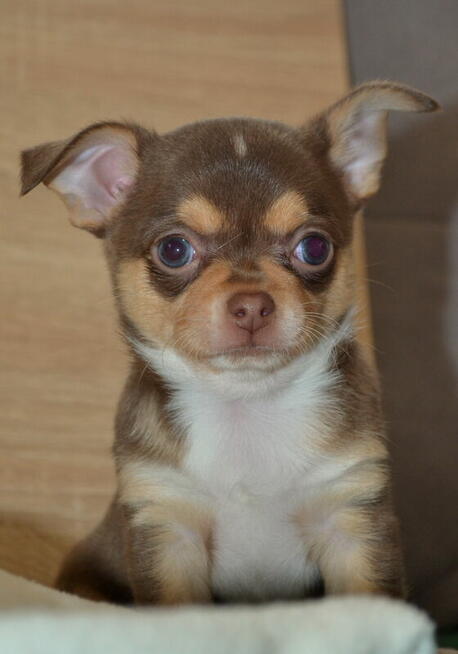 CHIHUAHUA PIĘKNE SZCZENIĘTA