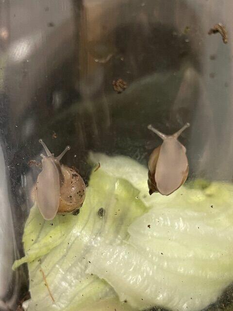 Sprzedam Ślimaki afrykańskie Lissachatina (Achatina)fulicia