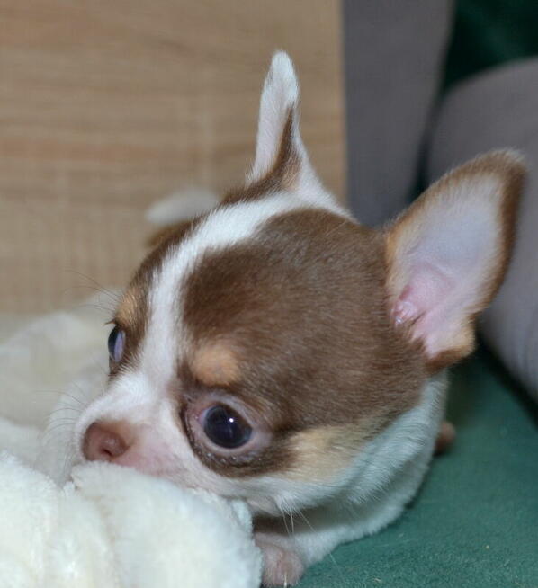 CHIHUAHUA PIĘKNE SZCZENIĘTA