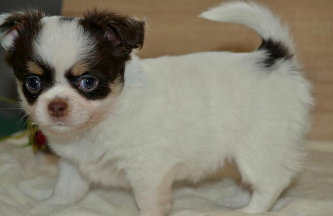 CHIHUAHUA PIĘKNE SZCZENIĘTA