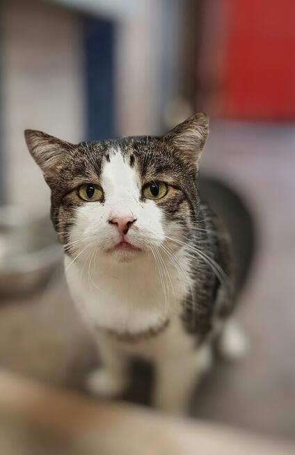 Kibo - koci przytulas szuka domu!