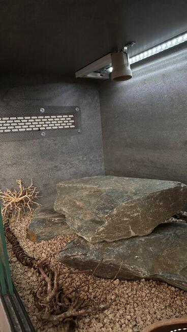 Gekony wraz z terrarium