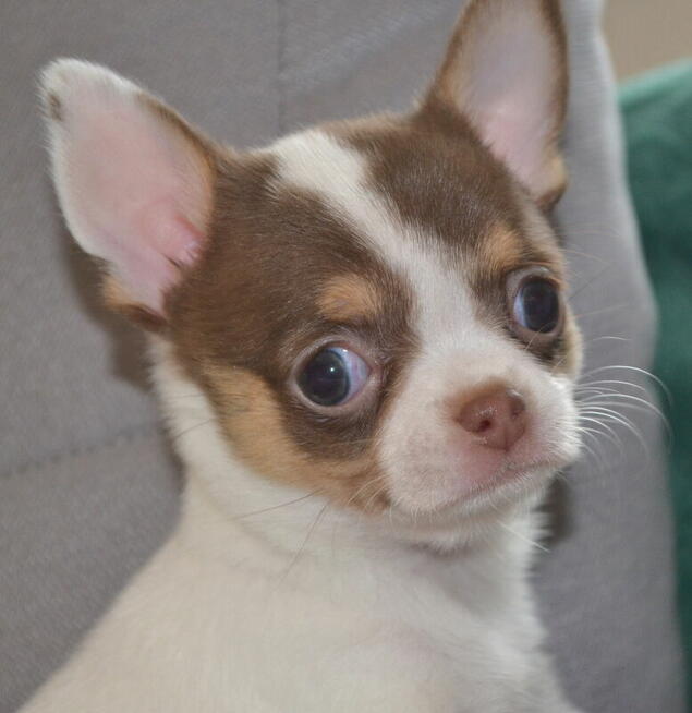 CHIHUAHUA PIĘKNE SZCZENIĘTA