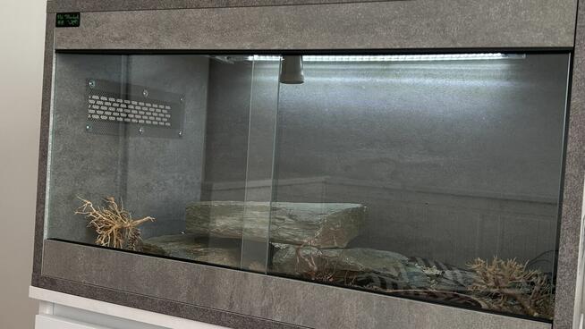 Gekony wraz z terrarium