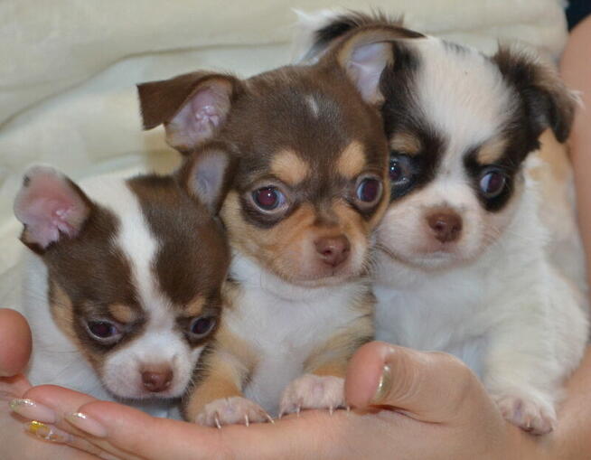 CHIHUAHUA PIĘKNE SZCZENIĘTA