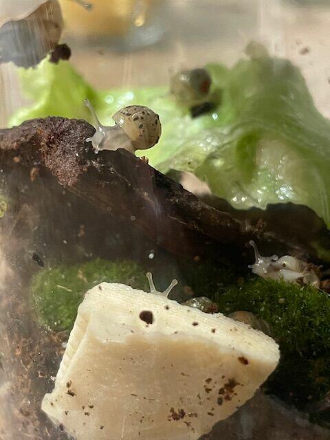 Sprzedam Ślimaki afrykańskie Lissachatina (Achatina)fulicia