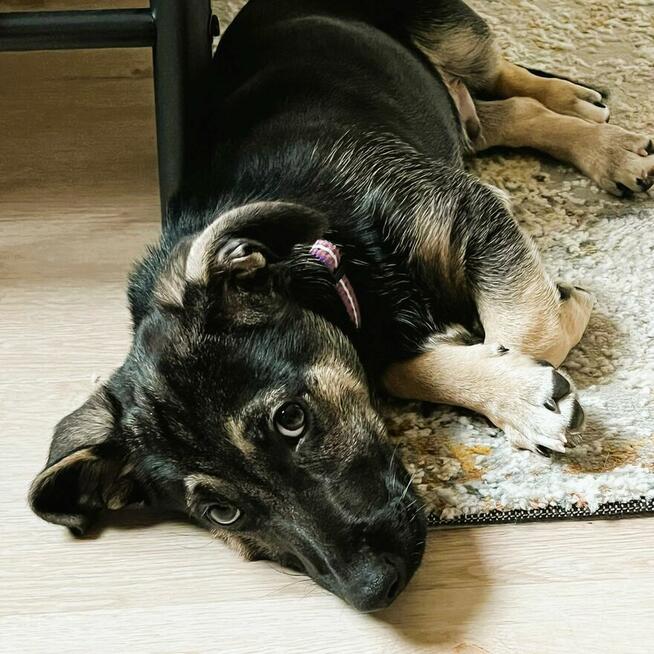 DŻORDŻ - cudowny szczeniak szuka najlepszego domu