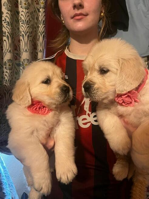 Szczenięta Golden Retriever