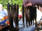 Noclegi, kwatery, kampingi - 6