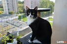 Zabezpiecz okna i balkon - siatka dla Twojego kota