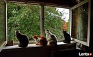 Zabezpiecz okna i balkon - siatka dla Twojego kota