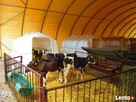 HALA,WIATA,OBORA,STAJNIA - tanio szybko i solidnie - 6