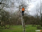 przycinanie drzew owocowych
