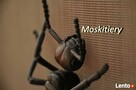 Roletki, rolety dzień noc, plisy, duety, żaluzje Anline - 4