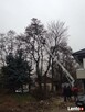 Wycinka i przycinka drzew podnośnikiem koszowym tel516327016 - 2