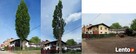Wycinka i Pielęgnacje Drzew, Usuwanie Korzeni - Tarnów - 5