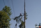 Alpinistyczna Wycinka i Przycinka Drzew Wieliczka - 5