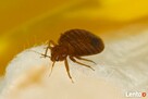 Abc Insekt Ełk Zwalczanie pluskiew Odpluskwianie mieszkań - 2