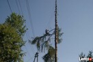 Alpinistyczna Wycinka i Przycinka Drzew Rzeszów - 2